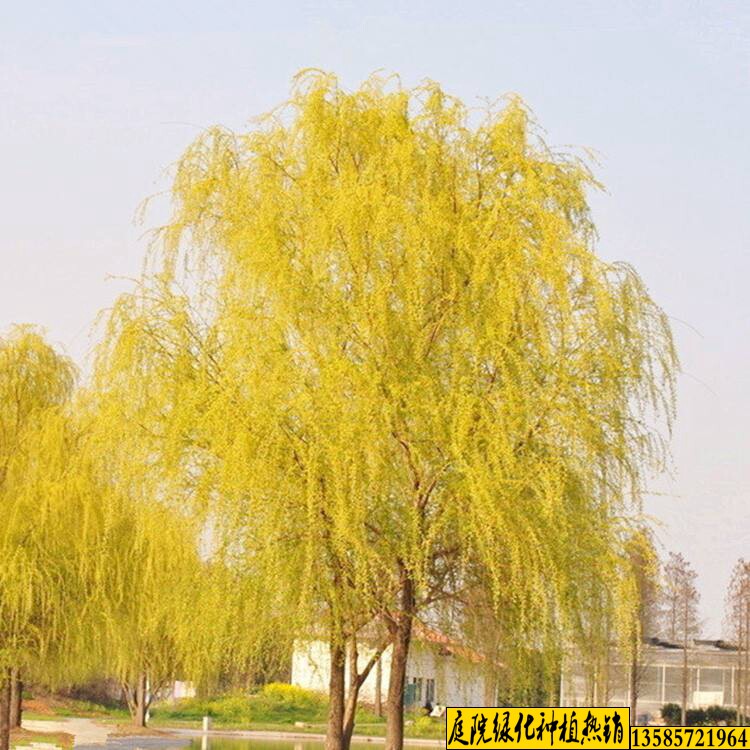 垂柳树苗速生柳树苗庭院竹柳树苗3号养金蝉金丝柳黄金柳树苗河边