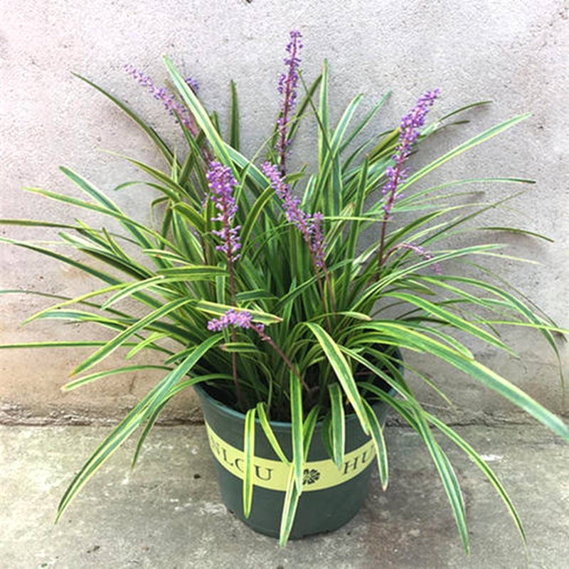 玉龙草苗金边细叶麦冬书带草正宗庭院日本矮麦冬草植物短叶苗草坪