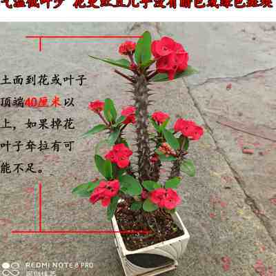 大棵老桩大叶大花虎刺梅铁海棠盆栽耐旱晒植物好养阳台四季八宝花