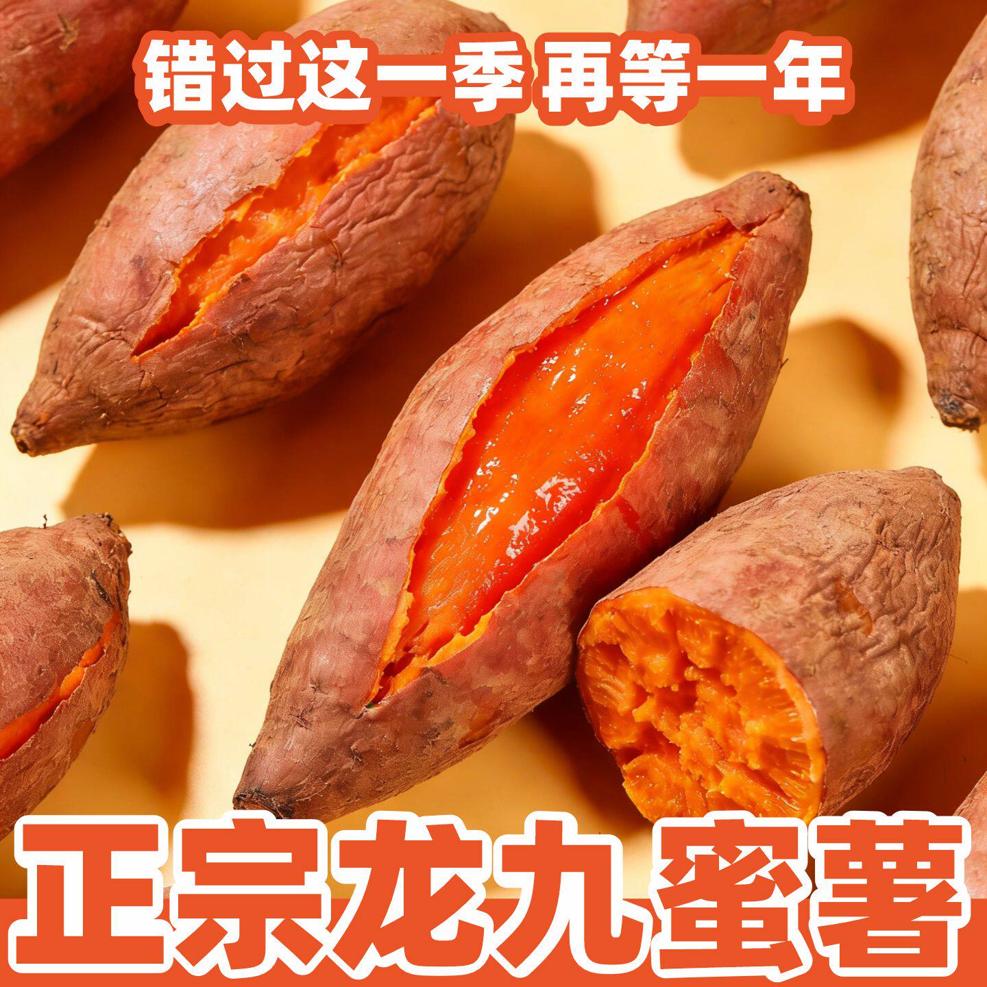 沙地龙九红薯蜜薯板栗红薯