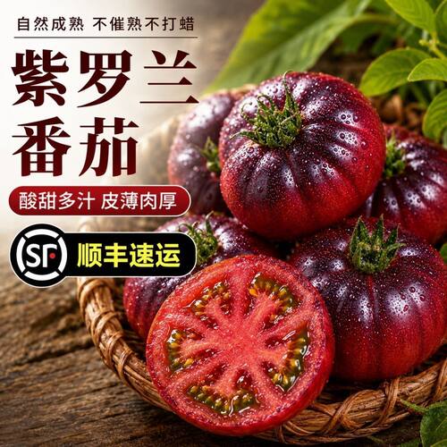 紫罗兰番茄紫元帅番茄新鲜现摘