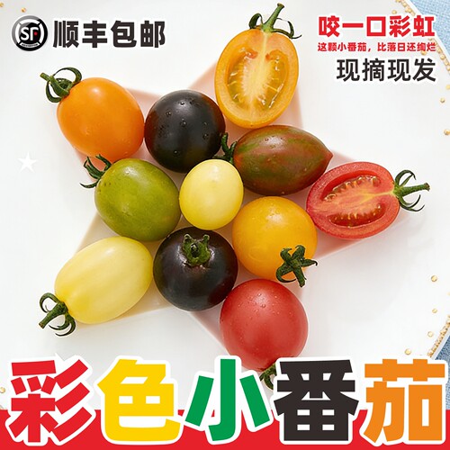 七彩小番茄水果山东寿光