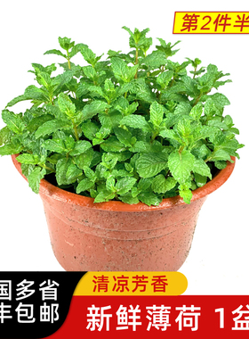 新鲜薄荷盆栽 驱蚊香草四季新鲜绿植花卉室内办公室植物