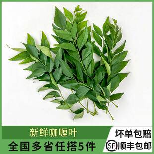 新鲜咖喱叶 100g 新鲜香料