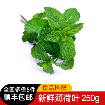 新鲜薄荷叶烘焙泡酒莫吉托香料