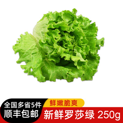 罗莎绿生菜250g新鲜西餐食材蔬菜