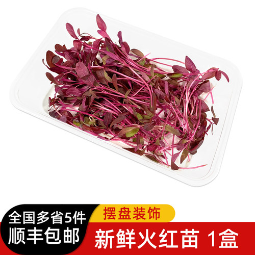 新鲜火红苗SYL摆盘装饰