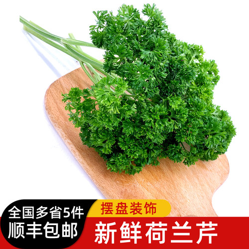 荷兰芹 新鲜蔬菜法国香菜洋芫荽西餐摆盘装饰 5件顺丰包邮