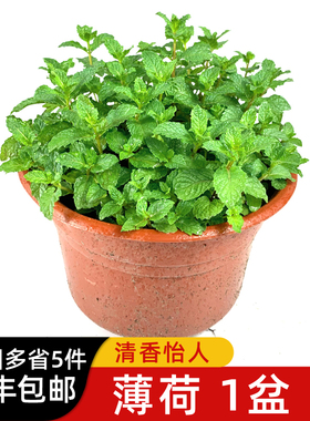 新鲜薄荷叶盆栽 四季西餐摆盘装饰餐饮配料食材 5件包邮