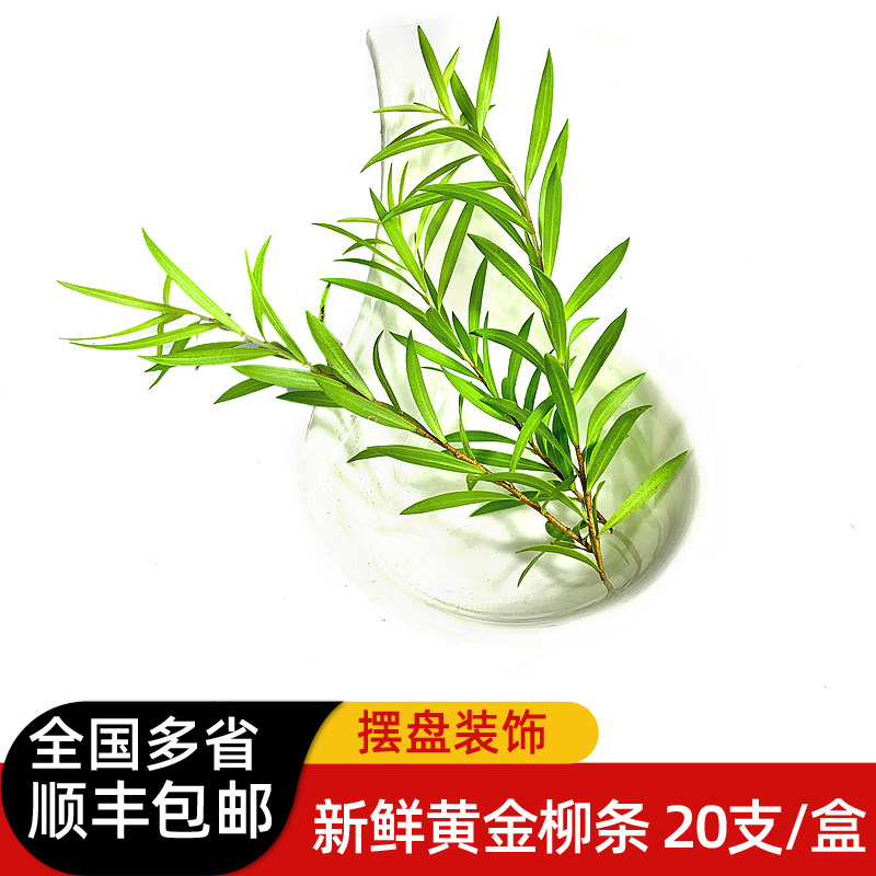 新鲜黄金柳条 酒店西餐日料烘焙柳芽花草摆盘装饰点缀多省包邮