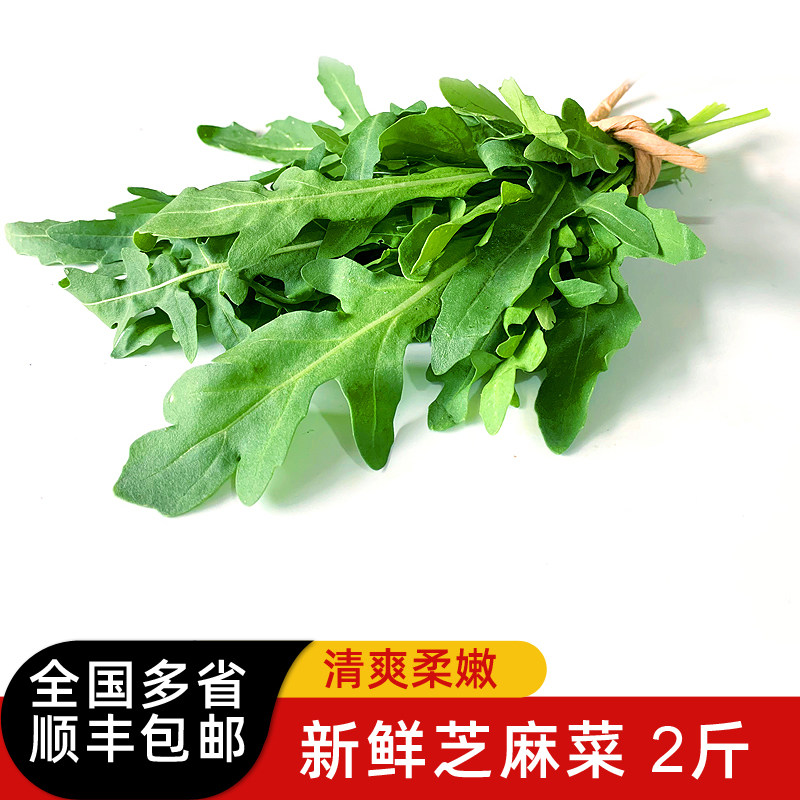 芝麻菜2斤 新鲜蔬菜沙拉食材 西餐蔬菜德国芥菜火箭菜包邮