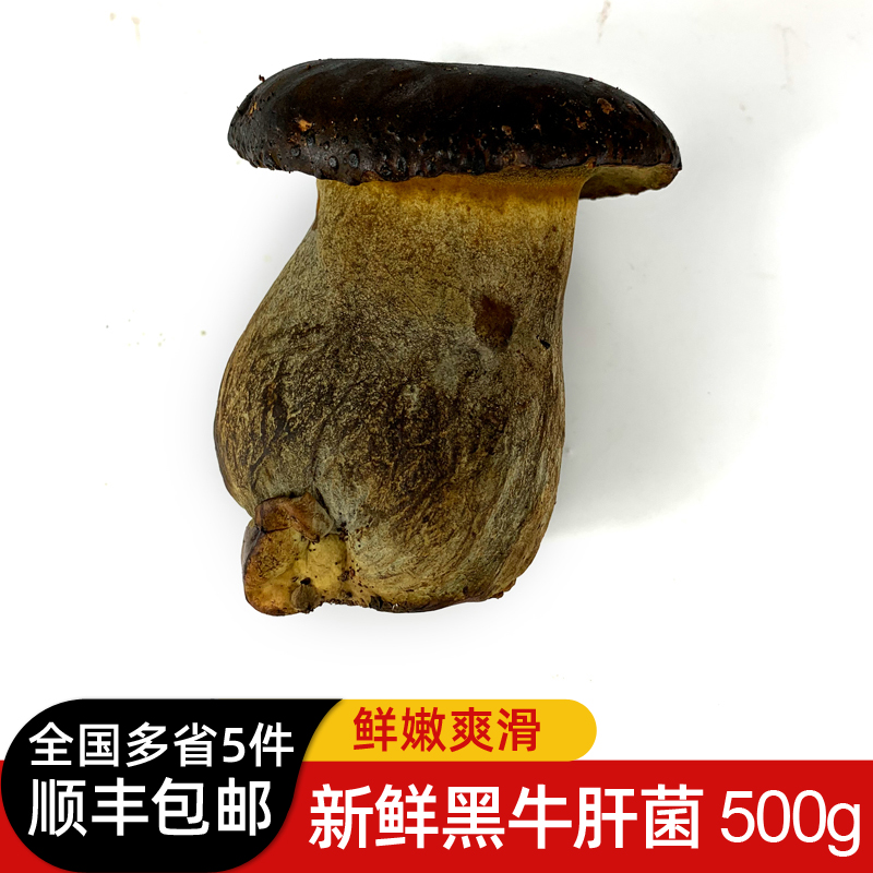 新鲜黑牛肝菌500g 食用菌菇炒菜煲汤食材 5件顺丰包邮 水产肉类/新鲜蔬果/熟食 新鲜松茸/菌菇 原图主图