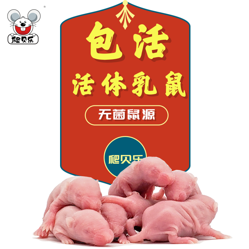 包活乳鼠爬宠喂苗子开食角蛙粮活体小白鼠红粉皮白霜鲜活饲料