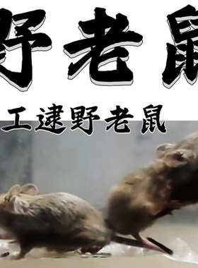 野老鼠人工逮纯野生老鼠
