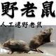 野老鼠野外人工逮小耗子小灰鼠
