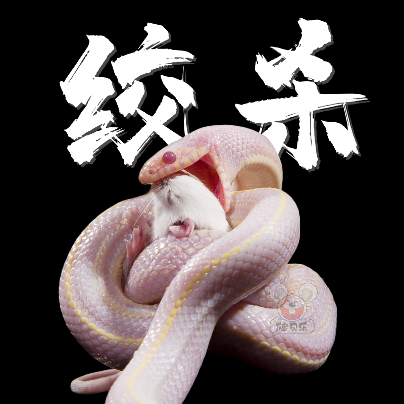 活体小白鼠爬贝乐绞杀活鼠