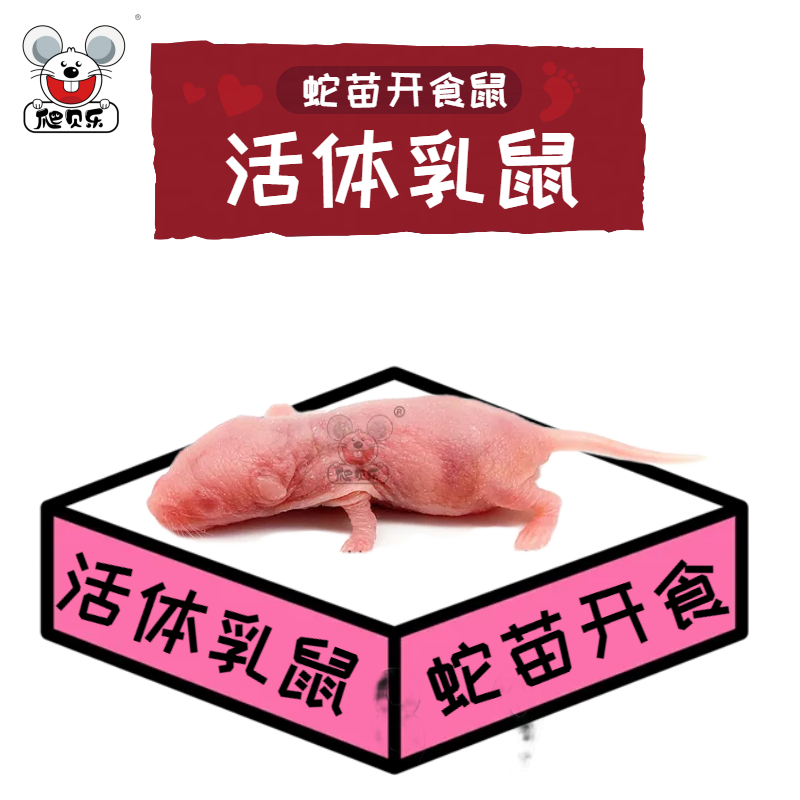 乳鼠喂苗子开食角蛙爬虫小白鼠饲料红粉皮无菌活饵玉米猪鼻吃