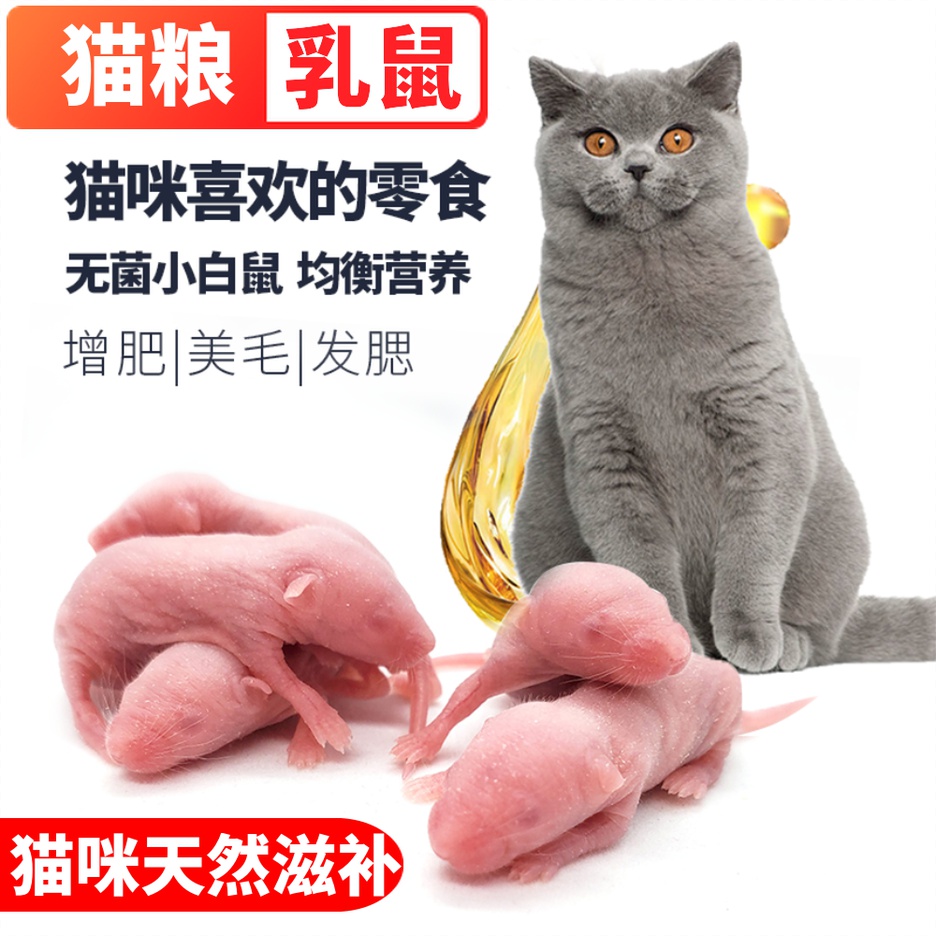 猫猫咪粮罐头食物小白鼠怀孕营养无毛耗子无菌冻干宠物零食蜥蜴宠