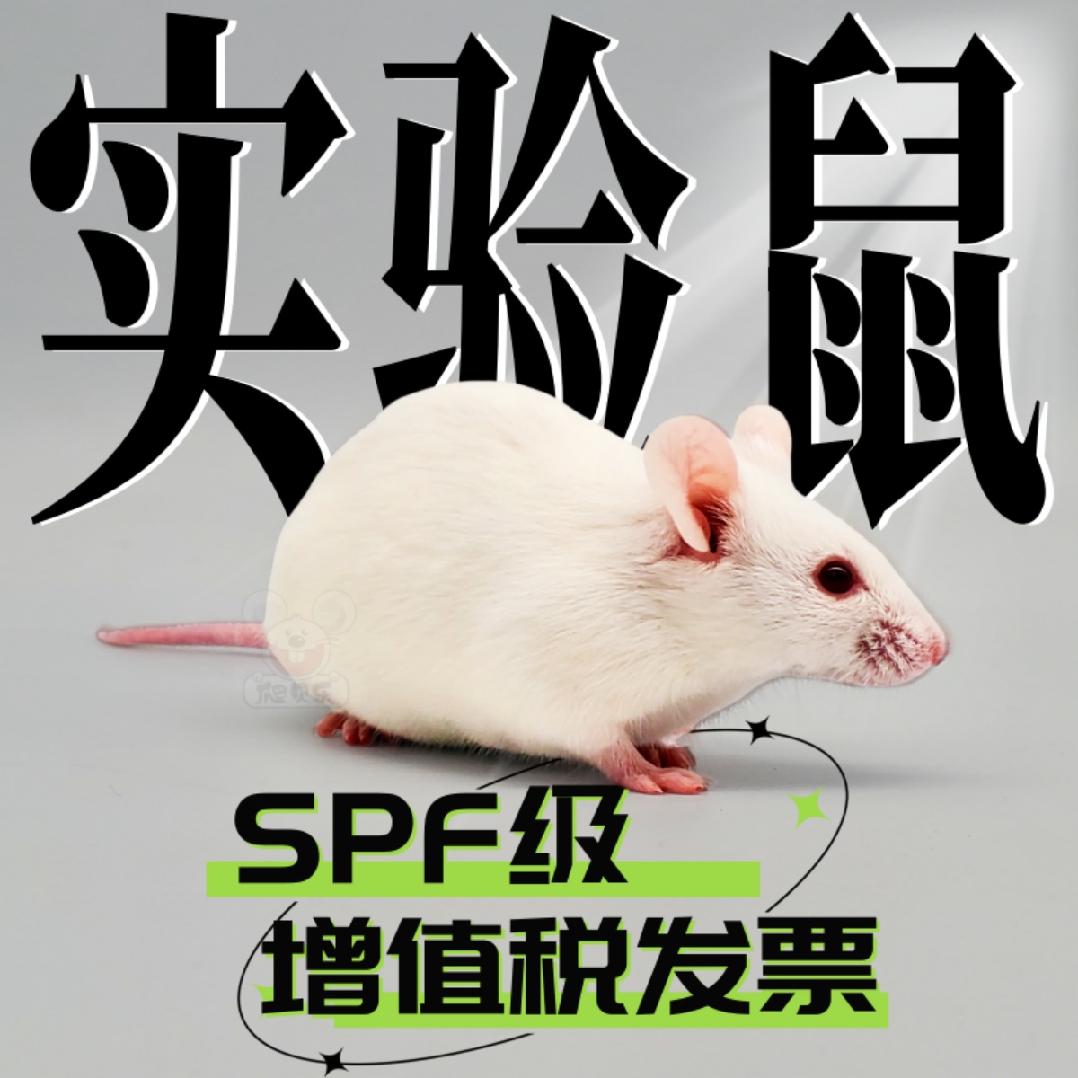 实验室SPF级别实验小白鼠