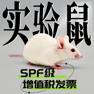 活体实验室KM昆明小白鼠学生试验SPF无菌封闭群基因解刨鼠病理学