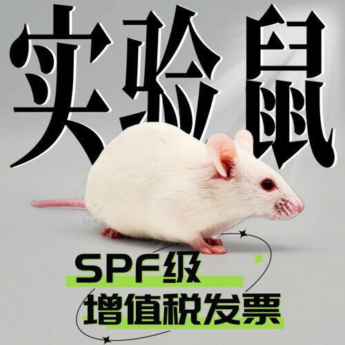 实验室SPF级别实验小白鼠