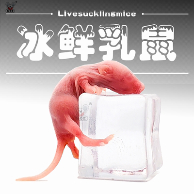 爬贝乐无菌饲料鼠喂蛇角蛙猫粮