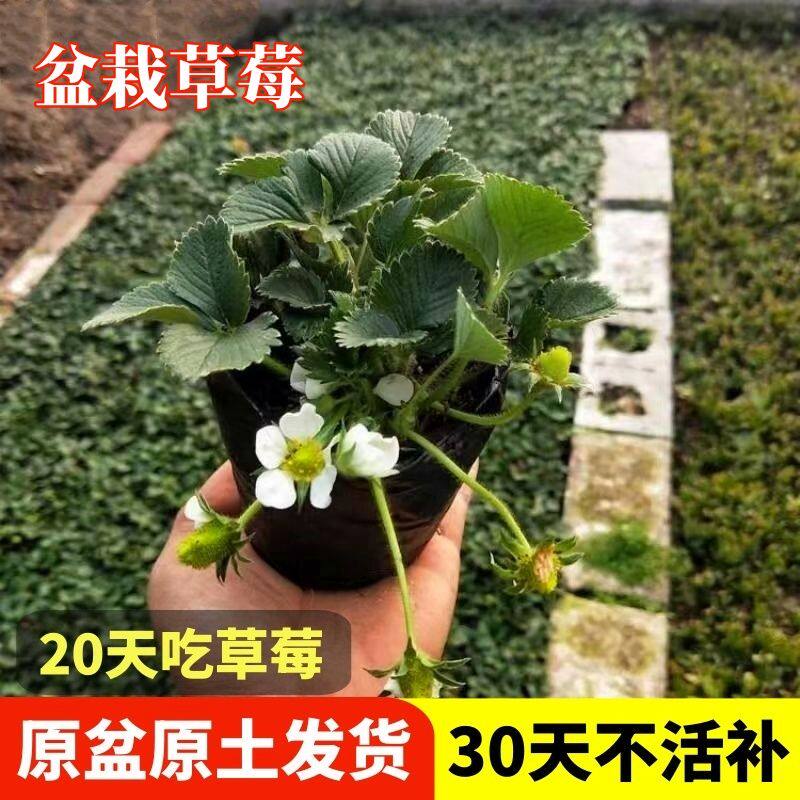 草莓苗原盆原土发货四季盆栽地栽适合南北方庭院阳台久香奶油红颜