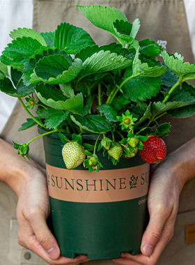四季奶油草莓秧种苗原盆原土水果树盆栽绿植室内家种易活懒人好养