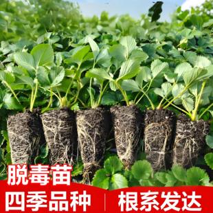 穴盘苗根系发达奶油草莓苗盆栽四季草莓红颜草莓牛奶草莓当年结果