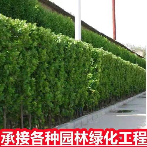 不开花生长比较快四季常青冬青苗