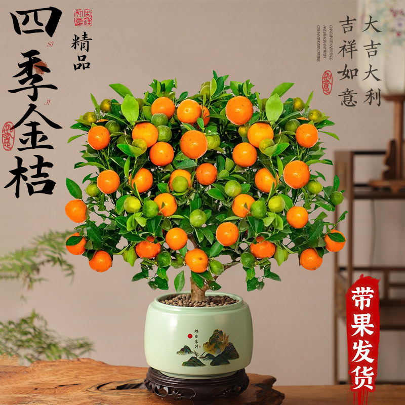 速发四季脆皮金桔新树栽室内客厅带果可食用盆中式禅意盆景花卉绿