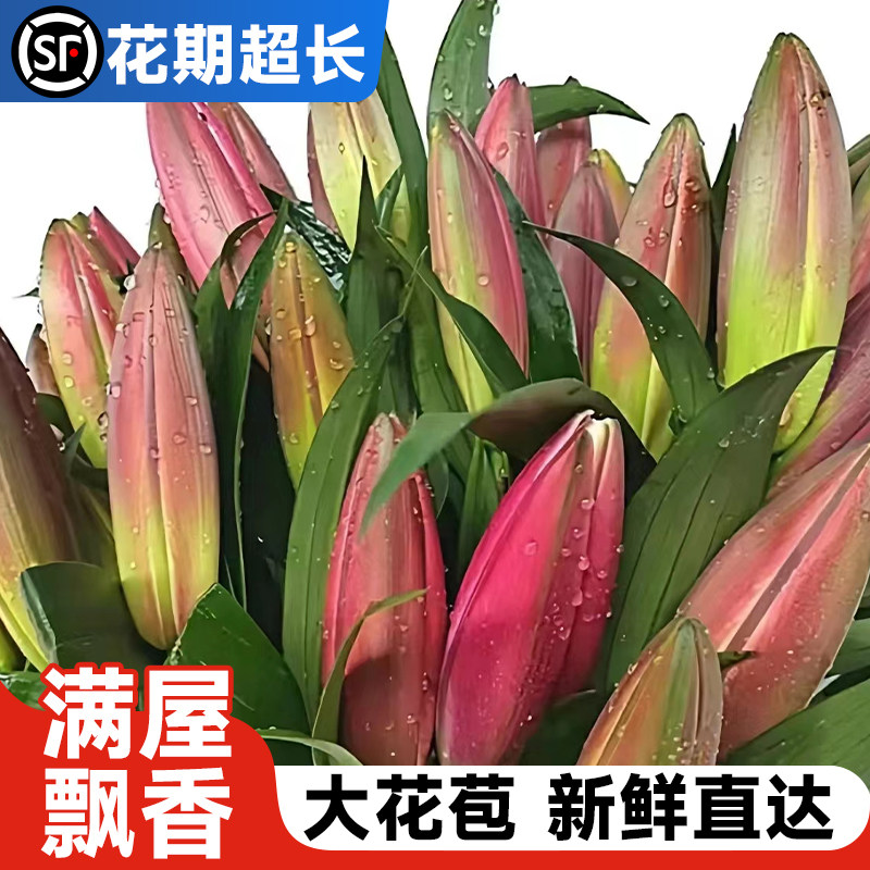 速发水培达物重瓣百合插瓶花期长的鲜切花次日植室内客厅花卉