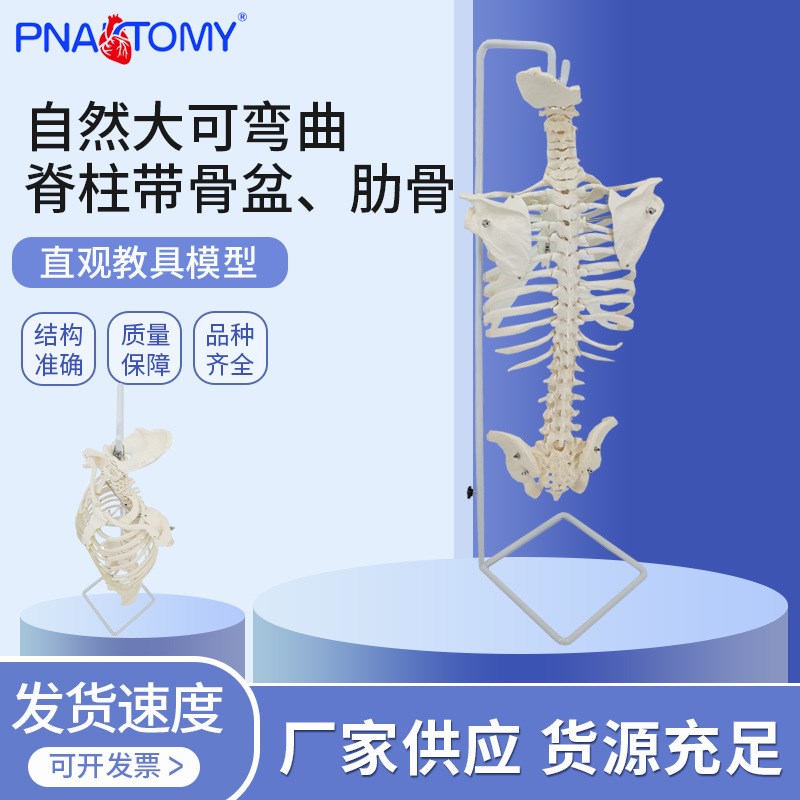 速发体骼模型人骨脊椎骨架医学脊柱标 自然肋可弯曲脊柱带骨盆大