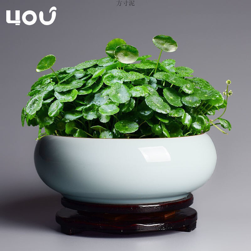 速发中仙花盆陶瓷铜钱水培家用个性大号水养睡莲圆形花盘工厂一件