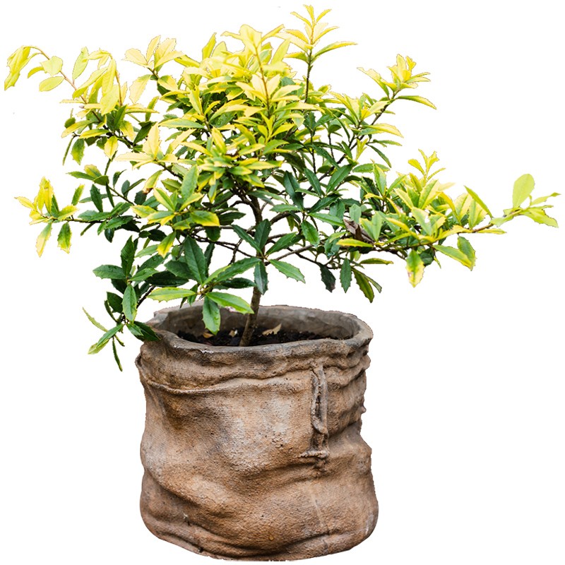 速发水泥复袋口布花盆花篮花器种植绿植麻古陶瓷多肉