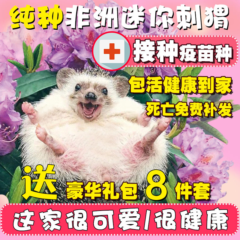 速发送猬带打纯种非洲迷你刺猬刺猬活物已笼子刺笼子