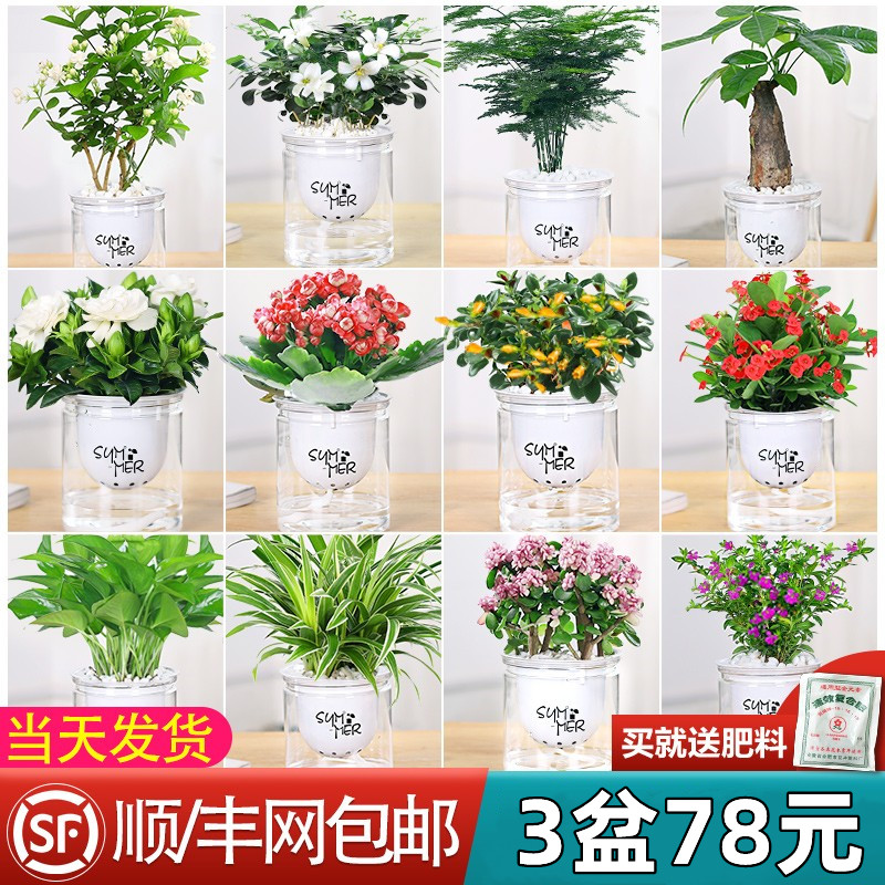 速发绿培吊兰多肉发财树花卉盆栽绿物办公室内小植植水萝甲醛好养