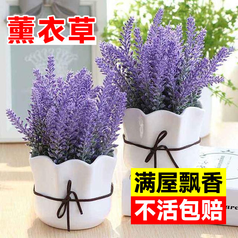 速发薰衣草盆栽大苗驱绿花卉季物台室内四植开花好养蚊植吸毒香草