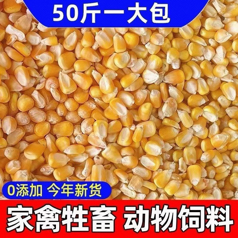 5斤玉米粒畜牧猪牛羊兔专用饲料