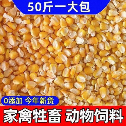 50斤100斤新鲜玉米粒猪牛羊鸡鸭鸟鸽子钓鱼打窝宠物动物粗粮饲料