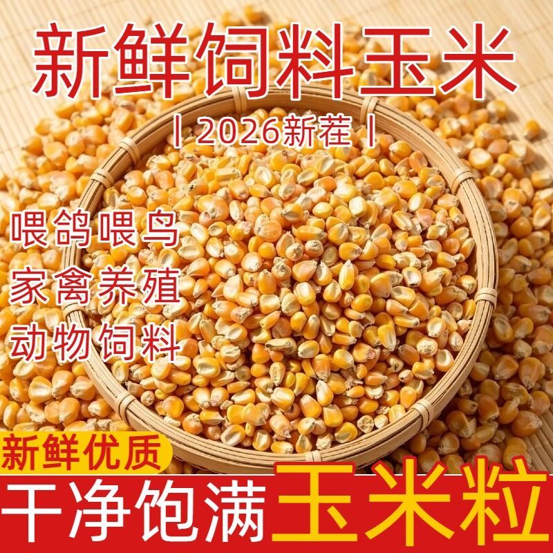 新鲜玉米粒畜牧猪牛羊兔专用饲料