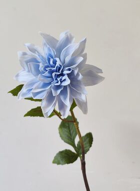 梦幻色彩手感保湿大丽花