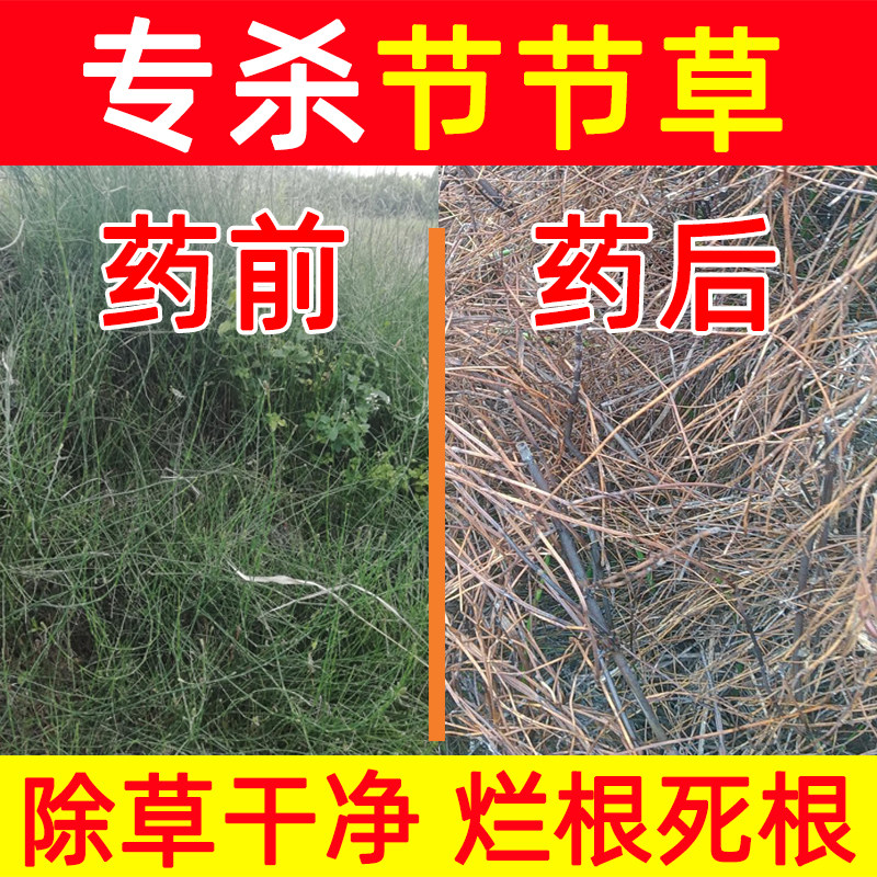 节节草克星节骨草除草烂根剂农药二甲四氯钠2甲4氯钠阔叶草除草剂