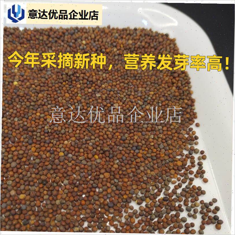 苗盘水培西兰花芽苗菜无土培育阳台食品级育苗S盒盆新籽发芽率高,