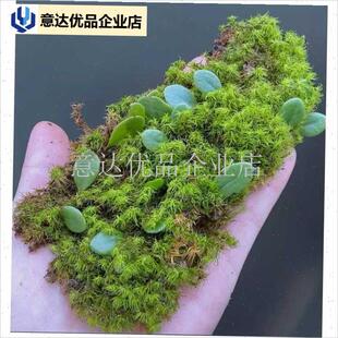 雨林假山缸造景绿植爬藤伏v石蕨抱石莲喜阴观叶植物创意迷你小盆,