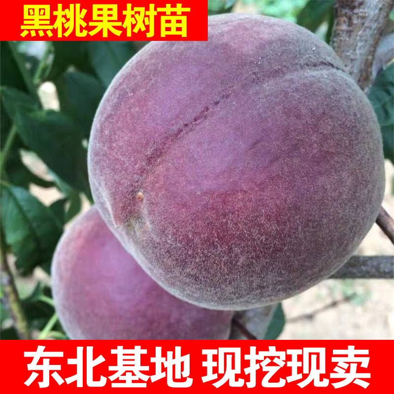 桃树新品种中华黑桃王桃树苗黑桃皇后树苗嫁接当年结果南北方种植
