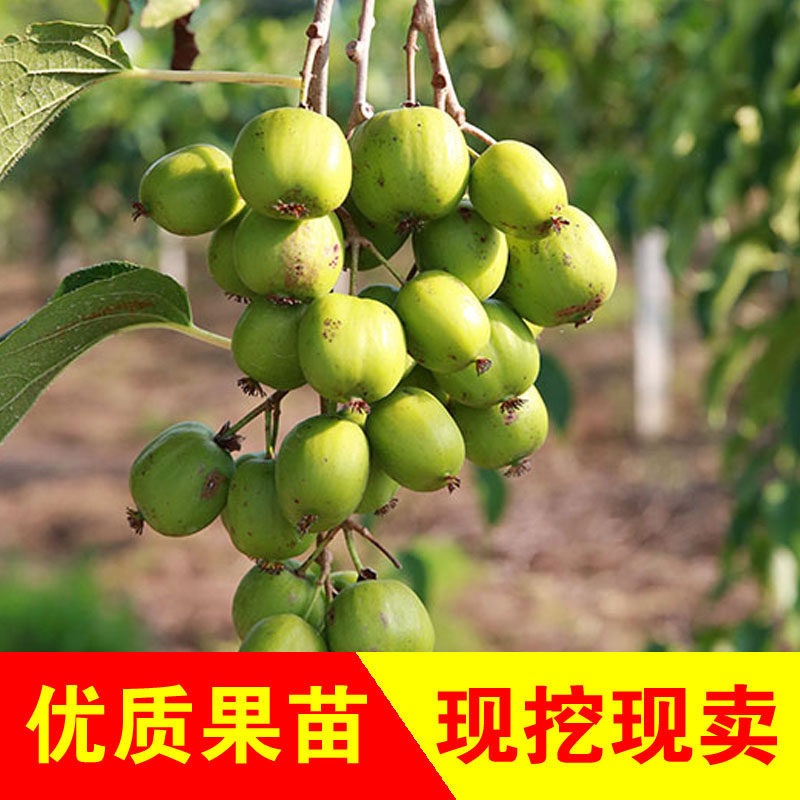 软枣猕猴桃苗树丹东圆枣狗枣子盆栽地栽果树苗当年结果南北方种植