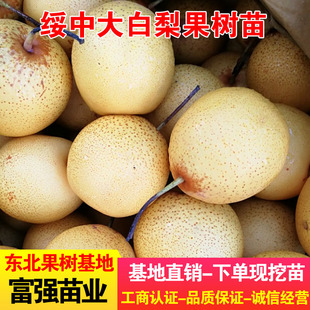 绥中大白梨果树苗嫁接梨苗盆栽地栽大白梨苗耐寒高产品种南北种植