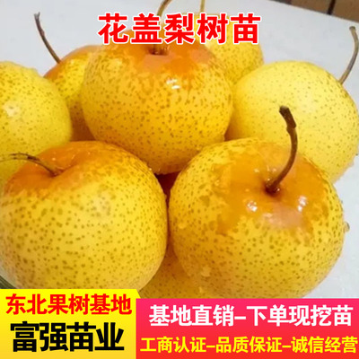 正宗花盖梨东北树苗嫁接苗盆栽地栽南北方种植秋子梨酸梨冻梨果树