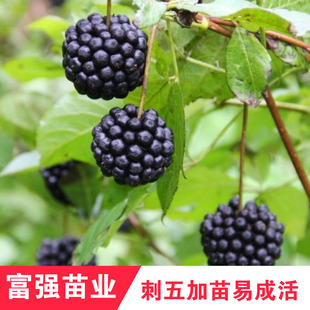 刺五加苗五叶刺加皮种子种苗东北多年生树苗野菜植物简单易活